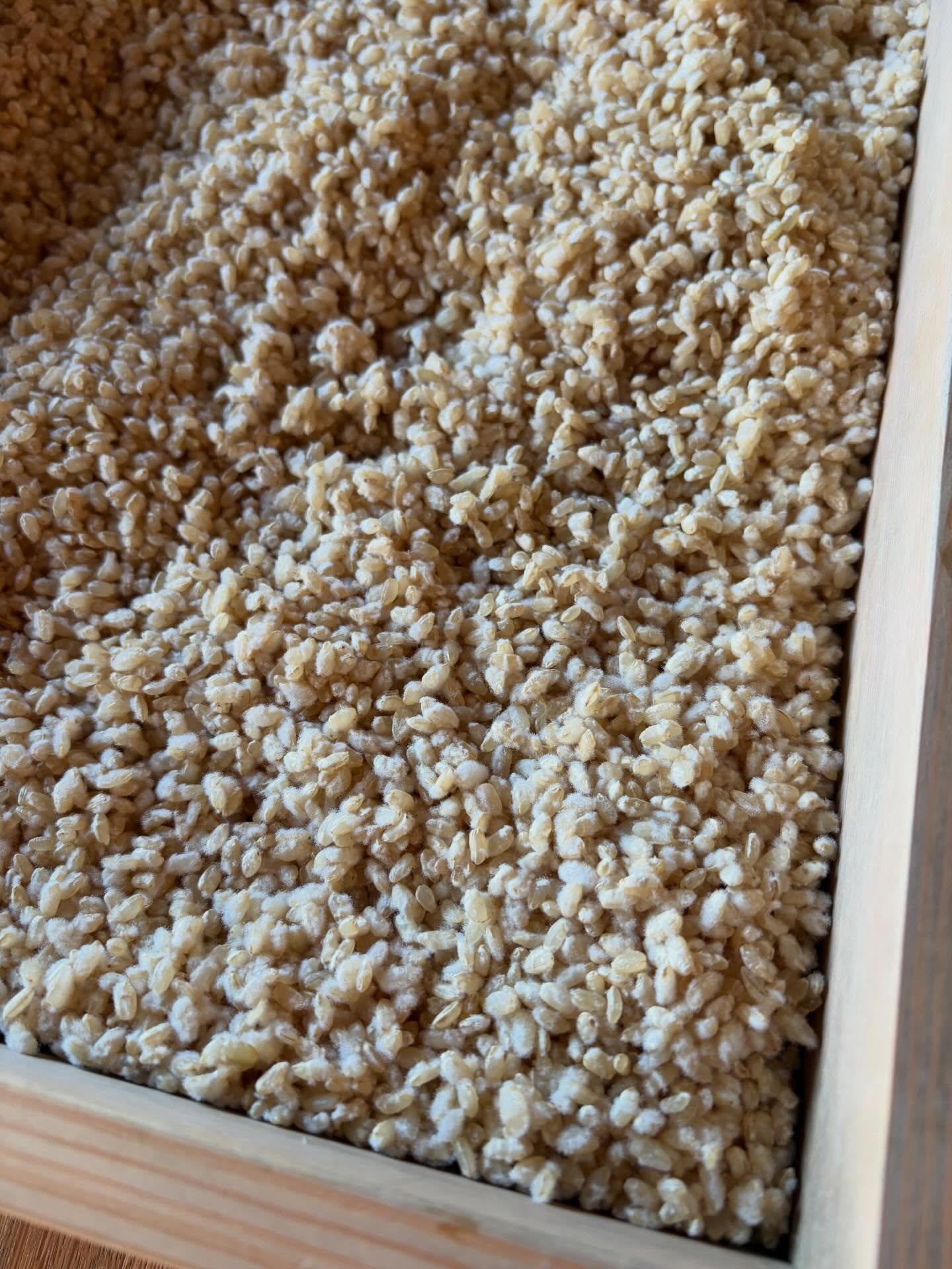 今朝、今年初の出糀をして
蒸し上がったお米に種麹をつけようとしていたところで
地震が起きました。

震度5弱。
幸いお皿や置物は落ちず、被害もなかったのですが
玄関の小さな飾り物
招き猫やべこたちが向きを変えていました。
逃げようとしてた？

何度もくる余震にドキドキしながら、蒸米を発酵器にいれ
残っていた餅米と高きびで餅を搗き、御座候で買っていたあんこで餅を仕上げました。
こんな日にしては上出来！と今日は他には大して何もせず。

まだまだ余震があり、落ち着きませんね。　

そんなこんなですがゆるく今年のオリゼもスタートしています。

明日はどんな日になるでしょう。

営業は今週末から。
ランチもカフェも無理せずのんびりやりますから
みなさまもどうぞお気をつけてお過ごしくださいませー。

今年も宜しくお願いいたします。

20260106