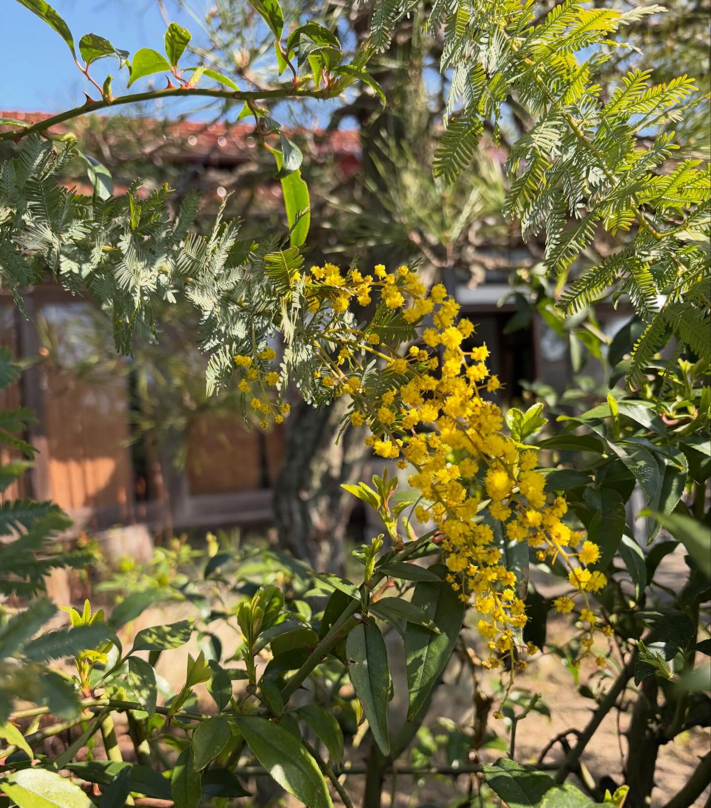 openの年に植えた木は年を重ねて少し元気もなくなってきましたが、ようやくオリゼの庭のミモザが咲き始めました。

3月
木次の斐伊川土手の桜の蕾も膨らみ始めました。
オリゼも一年でいちばん賑やかなシーズンに入ります。

来週（27〜29日）は出張の夫の不在の間の助っ人に
姉妹がきてくれることになりました。

2006年3月25日
旧柿木中学校の木造校舎の中で3人で始めたカフェから20年。
13年ぶりの再結成にとてもワクワクしています。

桜がちょうど咲きはじめる頃かな。

ぜひ、いらしてくださいませ♡
