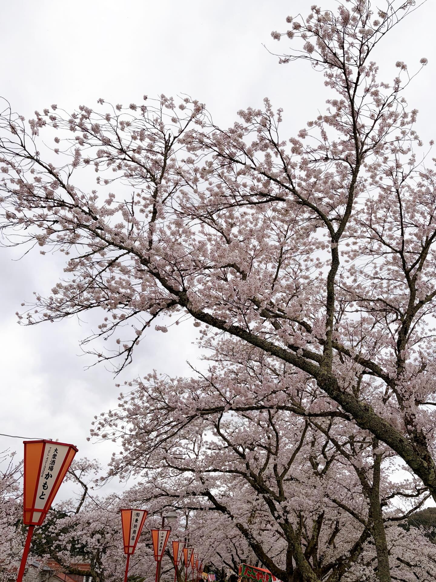 木次の桜まつりでした。

今年もオリゼから見える土手は10時頃から車が詰まり始め
お昼頃には随分手前から渋滞が起きていたようでした。

ちょうどお昼の1時間くらいは全くお客様がいらっしゃらず
今年はのんびりなの？と思っていたら
1時過ぎからランチとカフェのお客様が混合で
どんどんご来店くださり、やっぱり一年でいちばん忙しい日となりました。
（夕方数えたらなんと総勢55名の方がいらしてました。
こんな小さなお店に！ですよ。びっくり！）

今日は外で並んで待ってくださるお客様が何組もあり
お客様同士でお話しもされていたのか
先にご案内した組の方が次のお客様を誘って相席くださるという，なんとも温かな場面に出会うこともできました。

すぐに他の席も空いたので一時的なことでしたが
それを申し出てくださったのがとても若い方たちで
「わー！優しい良い世界じゃん！」とバタバタしながらもちょっと感動していました。

今日はたくさんお待たせしたのにみなさんとてもにこやかで
ほんとにいいお客様ばかりでした。

ありがとうございました。

土手の桜も舞ってはいますが、
まだたくさんお花をつけているようです。
明日からのお花見もぜひ。

オリゼも12日まで休まずOpenしていますー🌸